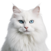 ai generado de cerca de un juguetón blanco gatito en transparente antecedentes png