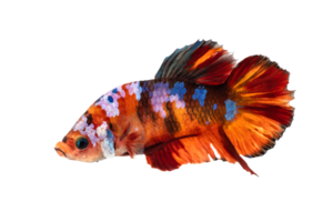 combat poisson, le en mouvement moment de betta Siamois combat poisson, gros oreilles Orange nemo poisson modèle, court ailette combat poisson isolé sur transparent Contexte. png fichier