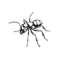 Ant Vector Images