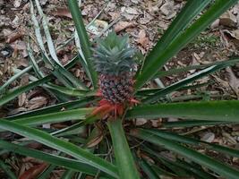 piña en el jardín foto