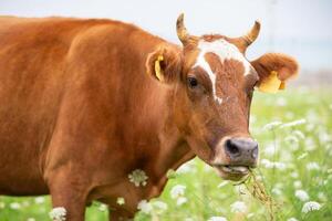 A cow grazes in a flower meadow and looks at the camera. photo