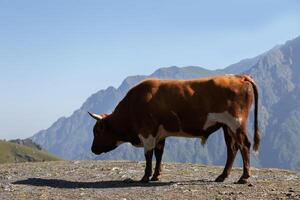 un vaca en un montañoso zona razas solo. foto