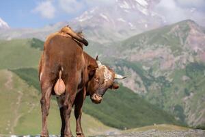 A cow in a mountainous area wags its tail and looks at the camera. photo