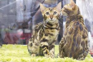 Bengal kittens on display behind glass photo