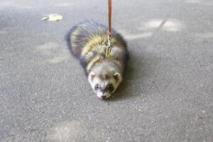 A ferret on a leash on the pavement photo