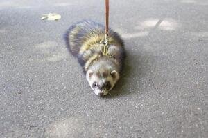 A ferret on a leash on the pavement photo