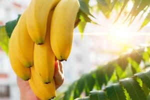 A bunch of ripe yellow bananas against a background of sun rays and green leaves. photo