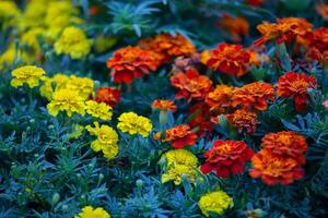 Multi-colored popular flowers in the city flowerbed are marigolds. photo