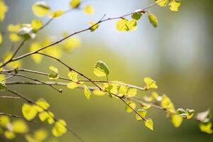 Tender spring young birch leaves on a green background. photo