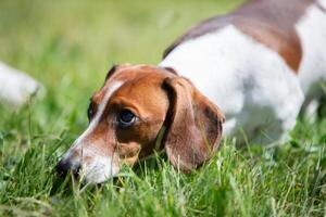 A dachshund is walking on a green lawn. A dog on a walk in summer. photo