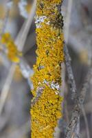 desnudo árbol ramas cubierto con amarillo liquen xanatorio pared foto