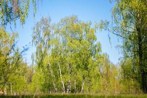Summer birch forest against the blue sky. photo