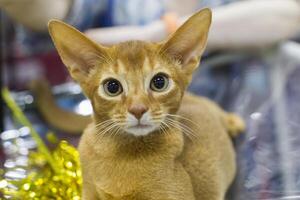 Ginger kitten with green eyes and big ears photo