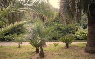 Tropical background. Various types of palm trees in the botanical garden. photo