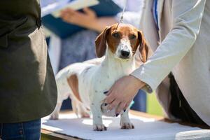 Dog show. Experts evaluate the dog at competitions. photo