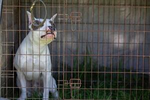 A fighting breed pit bull terrier dog sits in an enclosure and chews on a cage. photo