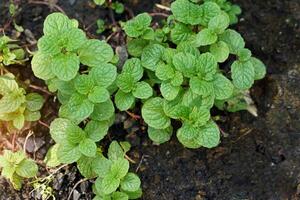 cocina menta es un planta con progresivo tallos y joven hojas. eso es usado como un vegetal para inmersión en chile pegar o comido como un Fresco vegetal. el esencial petróleo desde el hojas ayuda a actualizar. foto