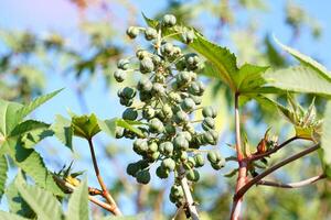 Castor oil plant is a small shrub. The leaves have approximately 6-11 lobes. The fruit is oval-shaped. The skin has soft thorn-like hairs and the whole fruit resembles a rambutan fruit. photo