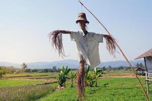 un espantapájaros es un figura hecho desde arroz Paja ese se parece un persona vistiendo agricultores ropa. para engañando el cuervos quien ven a comer el cultivos en el campos a ser asustado. foto