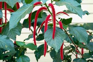 rojo caliente de gato cola es un arbusto con flor inflorescencias colgando abajo me gusta un de ardilla cola. cada inflorescencia tiene muchos pequeño flores el pistilos sostener arriba en muchos rojo borlas foto