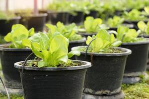 orgánico cos lechuga crecido en un maceta en un invernadero. Destacar de cos lechuga es crujiente. el hojas son esbelto y verde a lo largo de. allí es No falta oler, el gusto es ligeramente amargo. foto