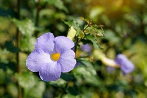 King's Mantle, purple, semi-climbing shrub, trumpet-shaped flowers, pale yellow petals at the base, 5 separated petals at the end, bluish-purple and white, blooming throughout the year. photo