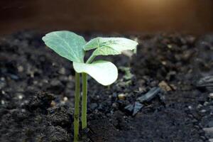 Pumpkin seedlings that emerge from the soil are small, strong seedlings ready to grow and bear fruit. Soft and selective focus. photo