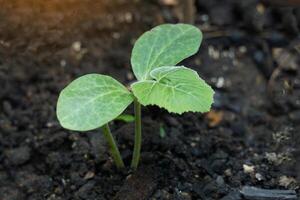 Pumpkin seedlings that emerge from the soil are small, strong seedlings ready to grow and bear fruit. Soft and selective focus. photo