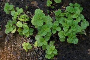 cocina menta es un planta con progresivo tallos y joven hojas. eso es usado como un vegetal para inmersión en chile pegar o comido como un Fresco vegetal. el esencial petróleo desde el hojas ayuda a actualizar. foto