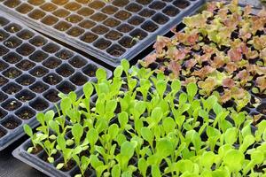 cos lechuga y rojo roble plántulas en negro bandejas son crecido y fuerte suficiente a ser plantado en el suelo o en ollas. suave y selectivo enfocar. foto