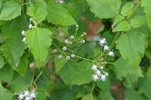 amargo arbusto es un medicinal planta. cada parte de el maletero tiene un rancio oler. pequeño flores, 10-35 flores, exterior pétalos son largo líneas. blanco, ligero púrpura o rosado en naturaleza, encontró a lo largo el borde del camino. foto