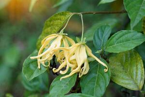 ylang ylang árbol es un fragante planta cuyo flores tener un fuerte aroma y son extraído dentro esencial aceites usado en medicamento, aromaterapia, y además usado en el producción de productos cosméticos. foto