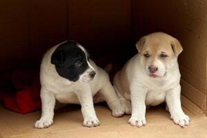 Two cute Thai Ridgeback puppies facing each other inside a cardboard box. One has light brown and white fur. The other has black and white fur. Soft and selective focus. photo