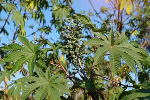 Castor oil plant is a small shrub. The leaves have approximately 6-11 lobes. The fruit is oval-shaped. The skin has soft thorn-like hairs and the whole fruit resembles a rambutan fruit. photo