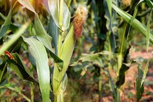 Fresh corn on the stalk in a corn field, which is an economic crop of Thailand. soft and selective focus. photo