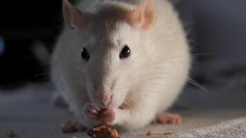 Close-up of domestic white rat eating the seeds. 4K photo