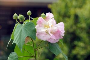 Changeable rose is a tree with special flowers. can change color at first it was white, pink during the day and before it was sprinkled with dark pink. Soft and selective focus. photo