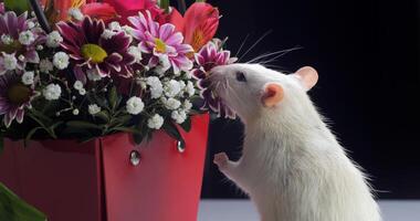 Close-up of white rat sniffs beautiful flowers. photo