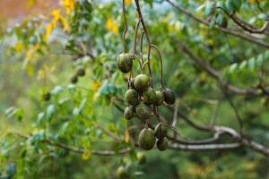 Hog plum fruits are oval or oval in shape. The peel is thin and shiny. photo