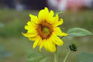 girasoles y abejas son protocolocooperación. cuales es el coexistencia de dos vivo cosas ese beneficio cada otro abejas obtener alimento, girasoles obtener polinización. foto