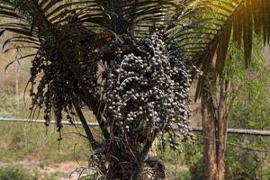 arenga pinnata es un tipo de palma con un Derecho trompa. el hojas son lobulado me gusta Coco hojas. el flores son un ramo de flores de flores el Fruta es un manojo con muchos frutas adjunto. foto