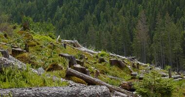 derribado bosque en el ucranio montes de Cárpatos. ecológico catástrofe foto