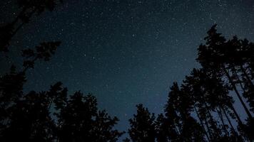 Stars in night sky over tree silhouettes photo