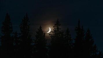 Moon in night sky, Silhouettes of trees photo