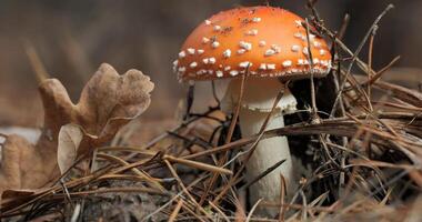 Red fly agaric in the forest close-up. Fly agaric in a coniferous forest photo