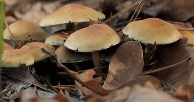 Mushrooms in the wild forest in autumn season. Close-up photo