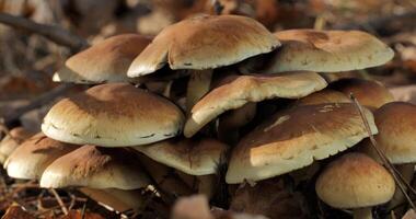 Mushrooms in the wild forest in autumn season. Close-up photo
