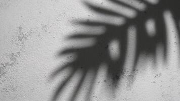 Shadow of a palm tree on a grey concrete background video