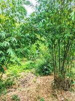 Peaceful view of the beautiful green bamboo tree garden photo