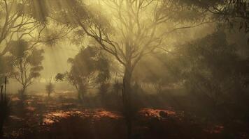 A misty forest with dense foliage and towering trees video